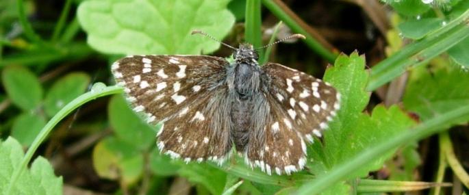 Grizzled skipper - Photo by Kate Dent